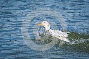 White Pekin Ducks swimming on lake in Rome Georgia.