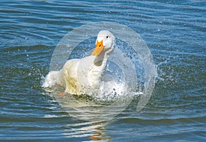 White Pekin Ducks swimming on lake in Rome Georgia.