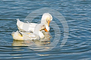 White Pekin Ducks swimming on lake in Rome Georgia.