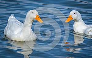 White Pekin Ducks swimming on lake in Rome Georgia.