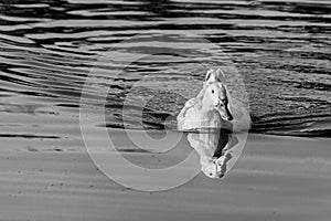 White pekin ducks swimming on a still calm lake with water reflection