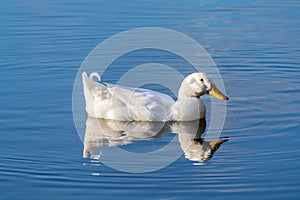 White pekin ducks swimming on a still calm lake with water reflection