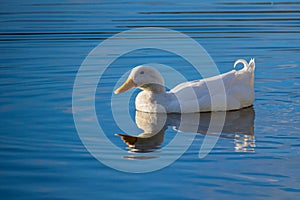 White pekin ducks swimming on a still calm lake with water reflection