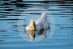 White pekin ducks swimming on a still calm lake with water reflection