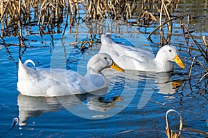 White pekin ducks swimming on a still calm lake with water reflection