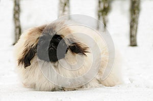 White pekinese dog at snow