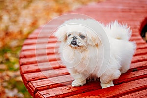 White Pekingese Pekinese Peke Whelp Puppy Dog