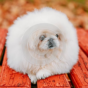 White Pekingese Pekinese Peke Whelp Puppy Dog