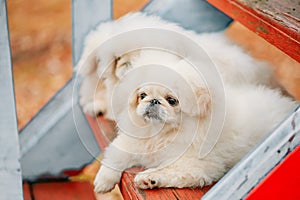 White Pekingese Pekinese Peke Whelp Puppy Dog