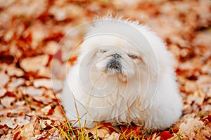 White Pekingese Pekinese Peke Whelp Puppy Dog