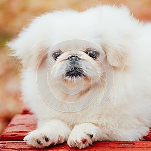 White Pekingese Pekinese Peke Whelp Puppy Dog