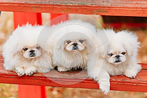 White Pekingese Pekinese Peke Whelp Puppy Dog