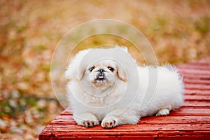 White Pekingese Pekinese Peke Whelp Puppy Dog