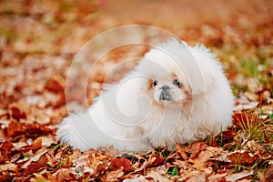 White Pekingese Pekinese Peke Whelp Puppy Dog