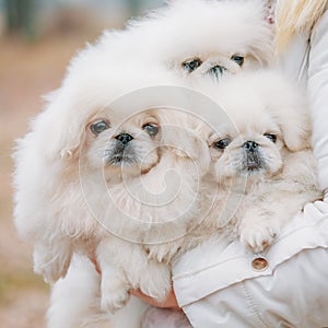 White Pekingese Pekinese Peke Whelp Puppy Dog photo