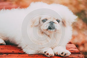 White Pekingese Pekinese Peke Whelp Puppy Dog Sitting On Wooden Bench