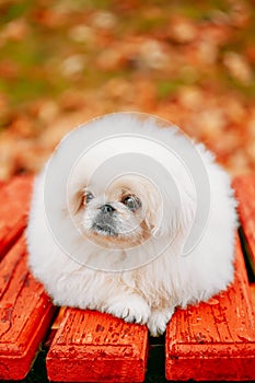 White Pekingese Pekinese Peke Whelp Puppy Dog photo