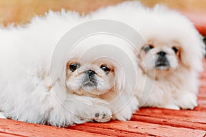 White Pekingese Pekinese Peke Whelp Puppy Dog photo