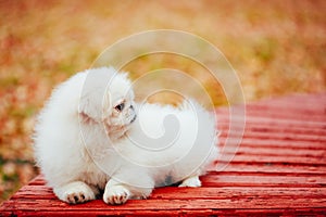 White Pekingese Pekinese Peke Whelp Puppy Dog photo