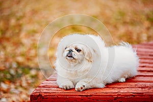 White Pekingese Pekinese Peke Whelp Puppy Dog Sitting On Wooden Bench photo