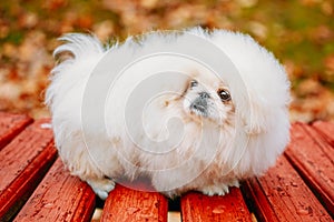 White Pekingese Pekinese Peke Whelp Puppy Dog Sitting On Wooden photo