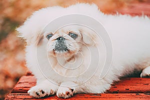 White Pekingese Pekinese Peke Whelp Puppy Dog Sitting On Wooden Bench photo