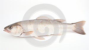 White Pelagic Fish On A White Background: A Stunning Display Of Carcore And Mingei Style