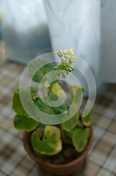 The white Pelargonium during flowering in a pot of