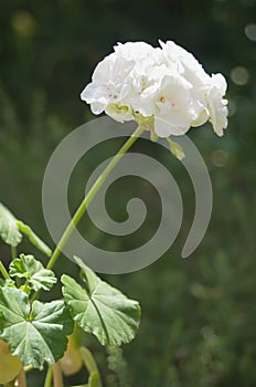 The white Pelargonium during flowering in a pot of