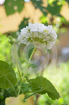 The white Pelargonium during flowering in a pot of