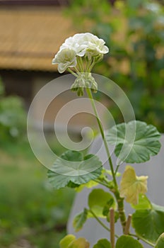 The white Pelargonium during flowering in a pot of