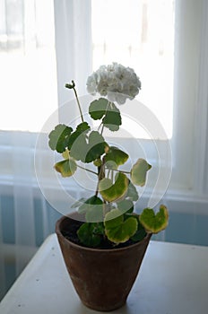 The white Pelargonium during flowering in a pot of