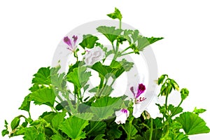 White pelargonium in flowerpots on a white background garden geranium pelargoniums with buds on a white background