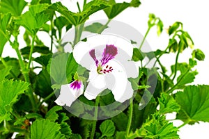 White pelargonium in flowerpots on a white background garden geranium pelargoniums with buds on a white background