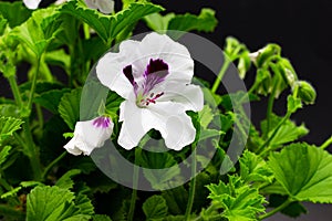 White pelargonium in pots against a dark background garden geranium pelargoniums with buds on a dark background