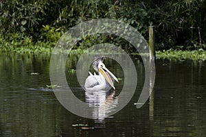 White Pelican