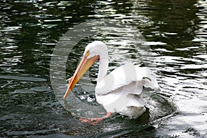 White Pelican Action Shot in Water on Sunny Day