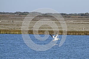 White Pelican in Aransas Pass