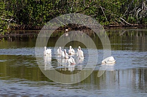 White pelican beaks