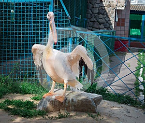 White pelican with big yellow neb cleans up feather wing photo