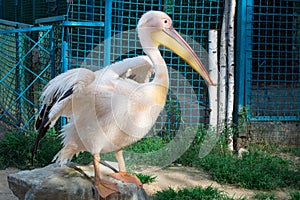 White pelican with big yellow peak neb cleans up feather