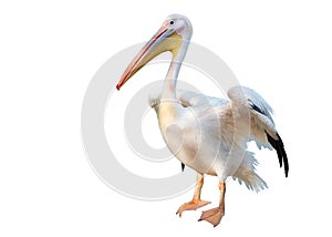 White pelican with big yellow peak neb cleans up wing photo