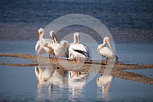 White pelican bird Pelecanus erythrorhynchos in a marsh