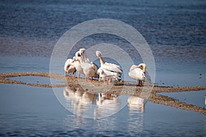 White pelican bird Pelecanus erythrorhynchos in a marsh