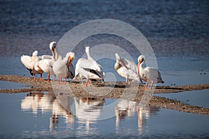 White pelican bird Pelecanus erythrorhynchos in a marsh