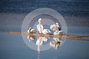 White pelican bird Pelecanus erythrorhynchos in a marsh