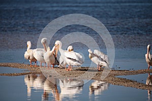 White pelican bird Pelecanus erythrorhynchos in a marsh