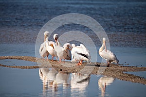 White pelican bird Pelecanus erythrorhynchos in a marsh