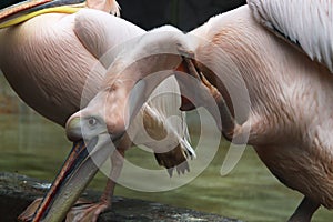 White Pelican bird sitting and looking down .