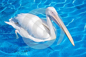 White pelican bird with yellow long beak swims in the water pool, close up